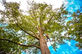 How Our Tree Care Process Works  in  Highland Lakes, NJ