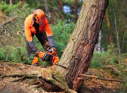 Highland Lakes, NJ Tree Care  Company